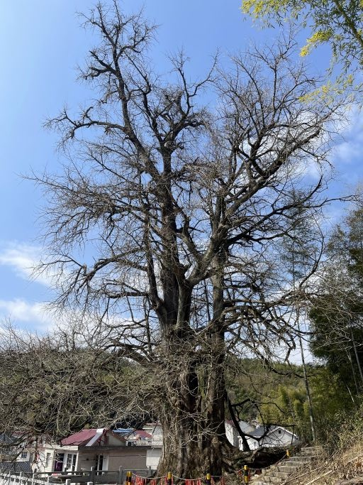 题庙首古竹里古银杏